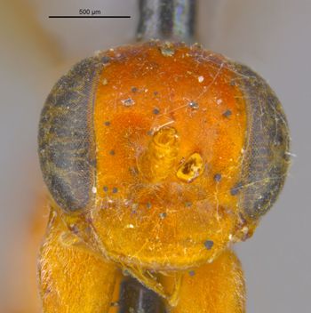 Media type: image;   Entomology 26738 Aspect: head frontal view